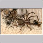 Tegenaria atrica - Grosse Winkelspinne 02 mit Osmia bicornis - Mauerbienenmaennchen.jpg